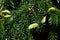 Fresh bright green spring branches tips on coniferous tree Nordmann Fir, latin name Abies Nordmanniana, during early may daytime