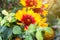 Fresh bright orange and yellow Gailardia Pulchella Firewheel flowers in the garden on green leaves background in summer.