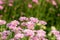 Fresh bright Pink chrysanthemums in autumn garden. Close uppink chrysanthemums. Pink flowers concept