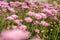 Fresh bright Pink chrysanthemums in autumn garden. Close uppink chrysanthemums. Pink flowers concept