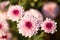 Fresh bright Pink chrysanthemums in autumn garden. Close uppink chrysanthemums. Pink flowers concept