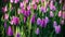 Fresh bright tulips. Natural background of young tulips..