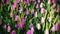 Fresh bright tulips. Natural background of young tulips..