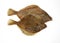 FRESH BRILL scophthalmus rhombus AGAINST WHITE BACKGROUND