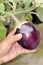 Fresh brinjal