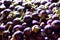 Fresh brinjal or eggplant having water droplets