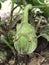 Fresh brinjal on plant in farm Indian agriculture