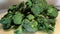 Fresh broccoli on dark wooden table background.