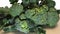 Fresh broccoli on dark wooden table background.