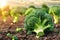 Fresh broccoli growing in an organic farm field