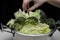 Fresh broccoli in hands above the dish full of kale and cabbage .