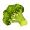 Fresh Broccoli Head Vector Illustration. Green Vegetable for Cooking Purpose