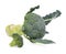 Fresh broccoli isolate on white background