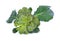 Fresh broccoli isolate on white background