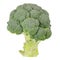 Fresh broccoli isolated on white background. File contains clipping path