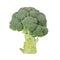 Fresh broccoli isolated on white background. File contains clipping path