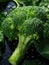 Fresh broccoli ready to eat or mix in a salad