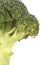 Fresh Broccoli stem