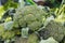 Fresh broccoli vegetable on the market