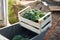 Fresh broccoli on wheelbarrow left on plantation