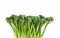 Fresh broccolini isolated on white background with copy space