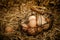 Fresh brown eggs in a metallic basket on straw