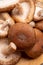 Fresh brown Lentinula edodes or shiitake edible mushrooms