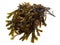 Fresh brown Seaweed - Healthy Nutrition