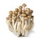 Fresh brown shimeji mushrooms close up