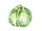 Fresh brussel sprout illustration. Hand drawn watercolor on white background.