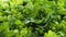 Fresh brussels sprout buds and green leaves close up. Harvest of brussels sprout cabbage