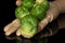 Fresh brussels sprout isolated on black glass