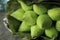 Fresh budding young green lotus flower with water drop in lotus leave bouquet, Buddhism offerings