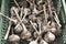 Fresh bulbs of garlic drying in box, close up view