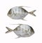 Fresh Bumpnose trevally or Longfin trevally fish isolated on white background.