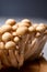 Fresh buna brown shimeji edible mushrooms from Asia, rich in umami tasting compounds such as guanylic and glutamic acid