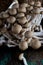 Fresh buna shimeji mushrooms