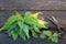 A fresh bunch of cut nettles on a wooden background with old scissors. Preparation of medicinal herbs in early spring. The concept