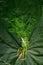 Fresh bunch organic dill on green leaf background