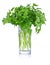 Fresh bunch parsley in glass