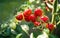 Fresh bunch of red ripe and unripe natural tomatoes growing on a branch in homemade greenhouse.