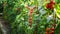 Fresh bunch of red ripe and unripe natural tomatoes growing on a branch in homemade greenhouse.