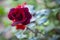 Fresh burgundy garden rose bud on blurred background