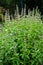 A fresh bush of green basil with flowers grows in the summer garden