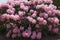 Fresh bush of pink rhododendron blossoms