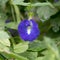 Fresh Butterfly Pea