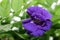 Fresh butterfly pea in garden