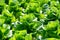 Fresh Butterhead lettuce leaves, Salads vegetable hydroponics farm