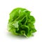 Fresh butterhead salad lettuce isolated on white