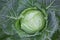 fresh cabbage growing at a farm field.